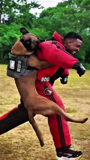 5 Facts Every Malinois Owner Should Know