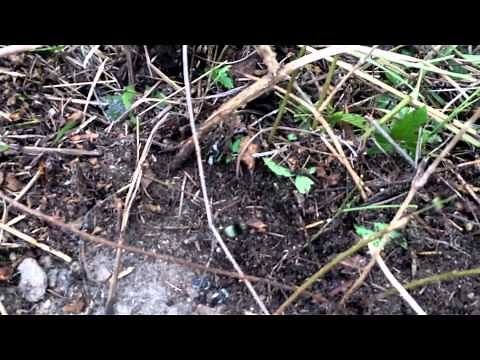 Bumblebee Removal from Ground Nest