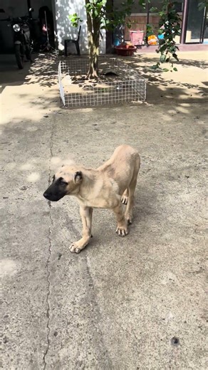 King David #kangal