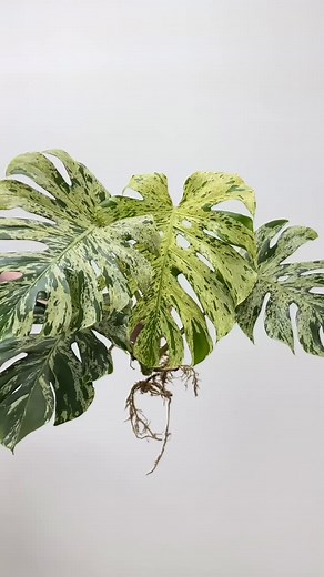 A monstera never looked so good 😍🔥 Keep an eye out on our New Arrivals for a Bulbasaur restock! 😉 📸 Monstera deliciosa ‘Bulbasaur’ #plantshop #plantshopping #rareplants #houseplants #aroidsofinstagram #plantsmakepeoplehappy #plantdad #plantmom #plantcollection #detroit #monstera #monsteradeliciosa #monsterabulbasaur #bulbasaur #newarrivals | Rare Plant Fairy