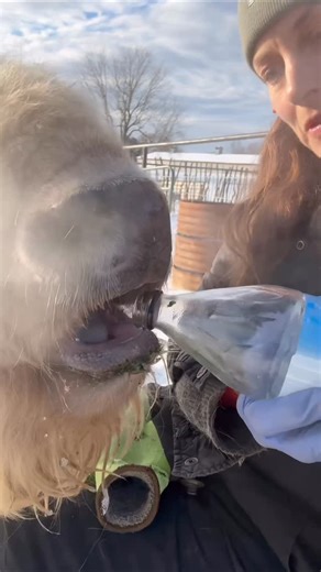 Dawn Olivieri on Instagram: "I share everything with the ones I love. Glacier water in a glass bottle. #noplastic for CHANU. Green’s Rookie powder, human but maybe not baby bison approved. (This is not a paid brand endorsement, I just really like it and want to share. Peach mango flavor is what is drank in this post lol)"