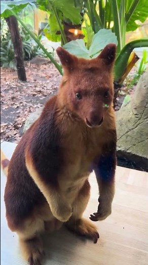 Tree Kangaroo Is JUMPY!! 😮 #nature #wildlife #animals