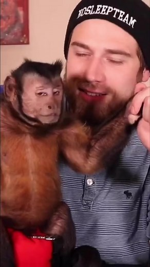 Monkey rings bell for treat #monkey #Smart #snacks #fun | MonkeyBoo