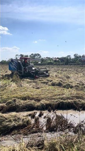 This morning, the rice threshing machine is working.