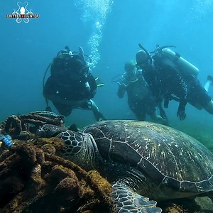 266K views · 4.3K reactions | When a green sea turtle visits a cleaning station, it typically exhibits certain behaviors that indicate its engagement in the cleaning process. #turtle #ocean #marinelife | Critter Hunter | Facebook