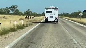 2.8K views · 133 reactions | The majestic wild horses of The Kimberley. Around every corner it is forever changing, a new landscape and plenty of animals & wildlife. Drive safely! Great to see all the animals are in such great health. They are all loving life with minimal human activity the past few years. Lets Go Motorhomes Western Australia #wildhorses | Great Australian Doorstep | Facebook