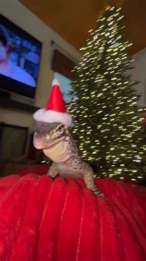 Venus on Instagram: "There’s no better gift than the gift you can give yourself. What is YOUR dream reptile??? I just had to make her a Santa hat, isn’t she the cutest? For those wondering—Venus is an Argus monitor. They’re among the most intelligent reptiles. They can recognize their keepers, learn routines, problem-solve, and even be target-trained. #christmastree🎄 #varanidae #funn #cute #reptile"