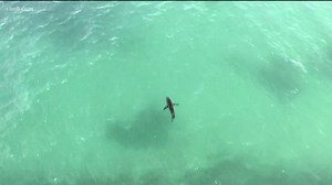 Scientists researching great white shark sightings in Southern California