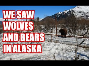 We saw wolves and bears in Alaska! | Alaska Wildlife Conservation Center