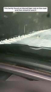 286K views · 5.1K reactions | This family found an injured tiger cub on the road and then acted to save it ❤️#Amazing #animals #love #fyp #pet | Daniele Marino Page | Facebook