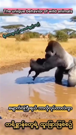 The unique behavior of wild animals#funnyanimals #foryoupage #foryou #fyp #viral