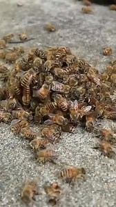 95K views · 1K reactions | #Bees killing invading #wasp | Honey Apple Farm | Facebook