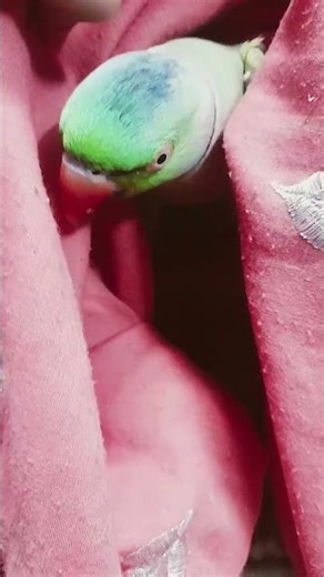 ho's hiding there omg that my mittu don't miss the end 🦜💚