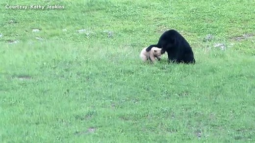 Video surfaces of rare white bear cub in Whistler