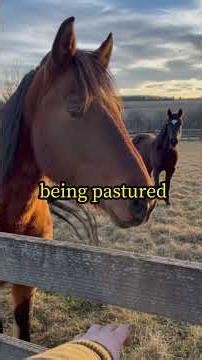 He Was The Last Horse Nobody Wanted At Auction Then He Changed Everything