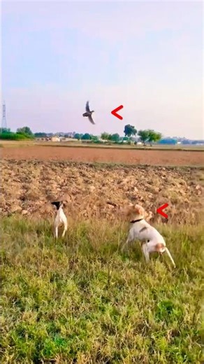 Quail hunting With English Desi Mix Pointers #hunting