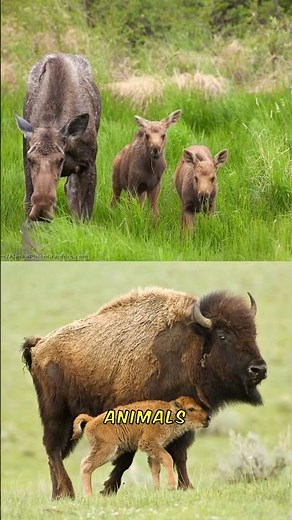 WILD FIGHT ALERT! Moose Battles Bison Who Reigns Supreme