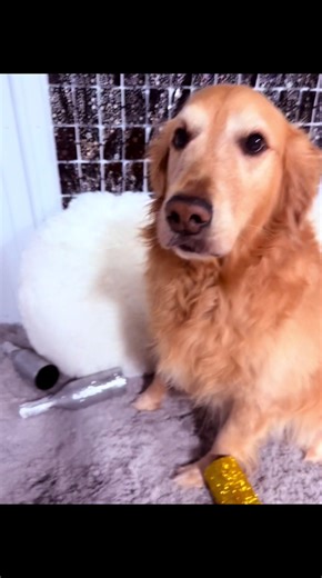 #CapCut #newyearseve2025 #dogsoftiktok