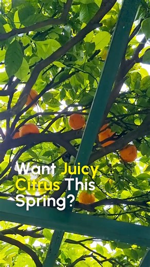 For a healthy citrus tree loaded with juicy fruit, follow these spring tips: 1. Water wisely 💧 Keep the soil consistently moist, especially during flowering and fruiting. 2. Feed regularly 🍊 Citrus are hungry feeders! Use a fast-acting liquid like PowerFeed PRO Series for Fruit & Citrus to grow tasty fruit. 3. Pest patrol 🐞 Watch for leaf miners and aphids on new growth. Protect your trees early with EarthCare White Oil Insect Spray. For more tips on how to grow citrus, visit 👉 https://www.s