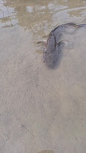 Big fish | Unity Farm