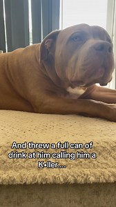 So now following all uk laws of muzzled and on a lead we can’t just live our life in peace? He is a good boy and does not deserve this abuse 💔. #XLbully #bullylife #dogs #mybestfriend | Tyson the Bison