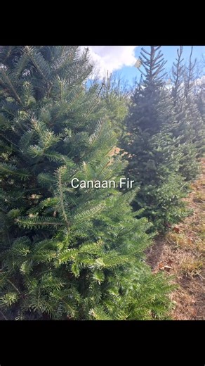 Do you know the difference between a White Pine and a Scotch Pine?...