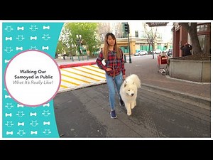 Walking Our Samoyed Dog in Public - What It's Really Like! | Dog Training, Loose Leash Training