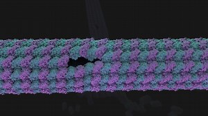 Dynamics of tubulin dimers exchange at lattice defects