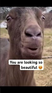 This goat loves you - wanna have a kiss? 🥹🥰😘