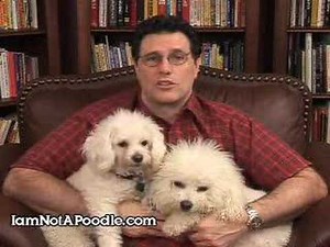 Bichon Frise Adoption