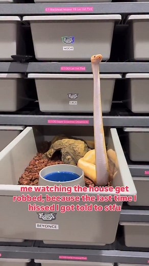 10K views · 8.4K reactions | This is revenge Have you ever seen a ball Python periscope this high樂 | BALLS of FURY | Facebook