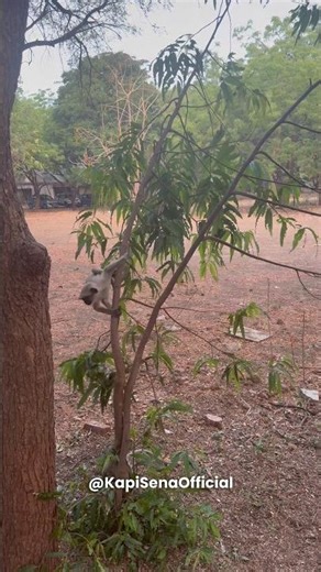 Feeding Food To Monkeys (Kapi Sena)🐵🐒 #shorts #monkey #bandar #feeding #viral #monkeyvideo #funny