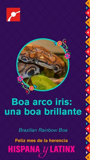 16 reactions | Meet one of our rainbow boas and learn about their...