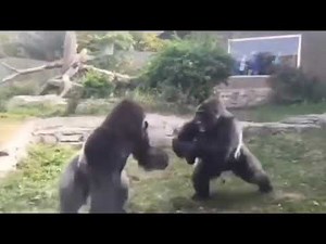 Epic Silverback Gorilla Fight