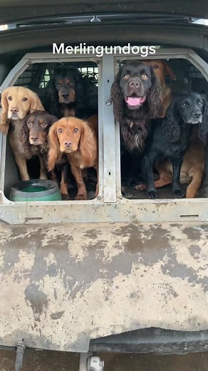Effective Gundog Training Techniques for Your Labrador