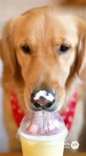 dog eating human food