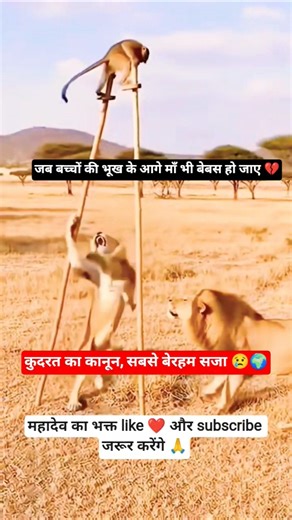 ये वीडियो नहीं, दर्द की कहानी है 💔🥀#monkey #lion #viral #shortvideo #trendingshorts