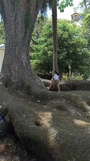 Un Samán emblemático #árboles arbol #shortviral #travesia #turismo #travel