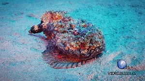Venomous stonefish vs. octopus.