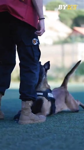 Dog Training USA 🐕 #DogTrainingUSA #DogTrainingTips #K9Training #DogObedience #PuppyTraining #WorkingDogs #DogTrainingLife #EliteK9 #K9Handlers #K9Unit #ProtectionDogs #ServiceDogs #CanineHeroes #DogsOfInstagram #USMilitaryDogs #TrainHardFightEasy #ObedienceTraining #dogtrainersofinstagram | k-9 dogs