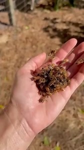 “Queen Balling”— The terrifying process by which bees kill off their queen. They do this by forming a tight ball around the queen and vibrating their wings to turn up their body temperature, suffocating her in the process. At the same time, the bees continue to bite and sting at the queen.
