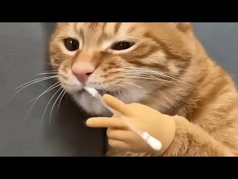 Craziest Cats On The Planet