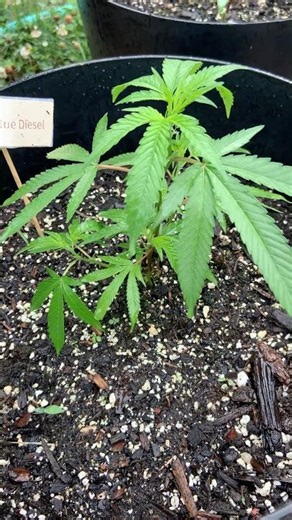 Hello Dr.Green Thumb, Paging Dr.Green Thumb! #gardening #viral #greenthumb #plants #farming #shorts
