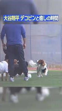 【しつけも一流】#大谷翔平 #デコピン #デコイ #真美子夫人 #ドジャース #野球 #癒し時間 #日テレスポーツ #shorts