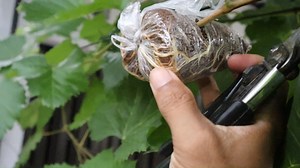 22K views · 142 reactions | Satisfying Air Layering Process for Grape Trees | Grafting Examples | Facebook