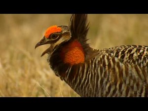 Prairie Chickens