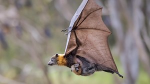 Koalas could be listed as 'endangered' following bushfire disaster