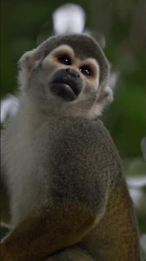 "Why Ecuador Matters"