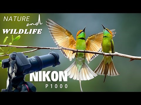 Nikon Coolpix P1000 - Nature & Wildlife | Best Camera Settings | The World's Best Zoom Camera