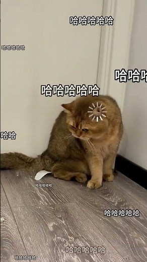 【#PuPu噗噗】当猫咪遇到贴纸会发生什么#铲屎官的乐趣 #猫咪的迷惑行为
